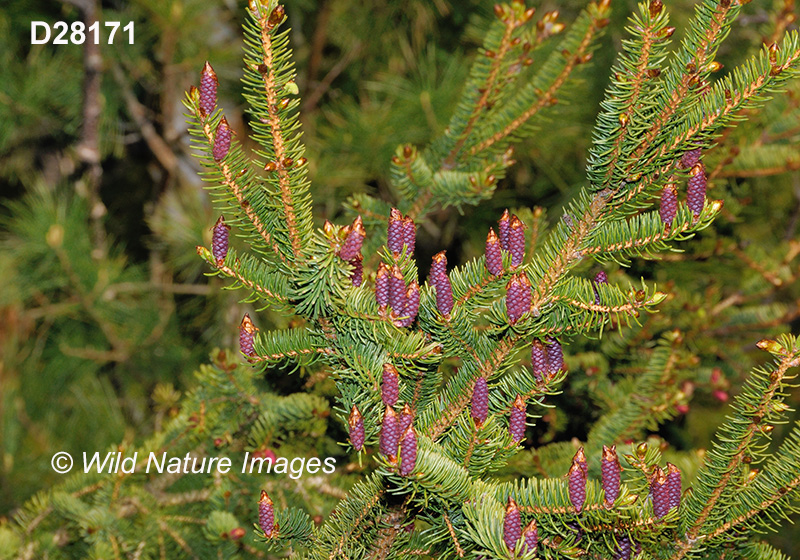 White Spruce (Picea glauca)